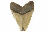 Bargain, Fossil Megalodon Tooth - Feeding Worn Tip #188216-2